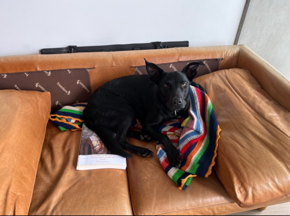 Andrew Pet sitter in Adelaide