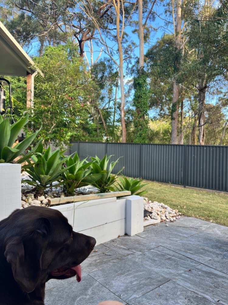 Vanessa Pet sitter in Robina QLD