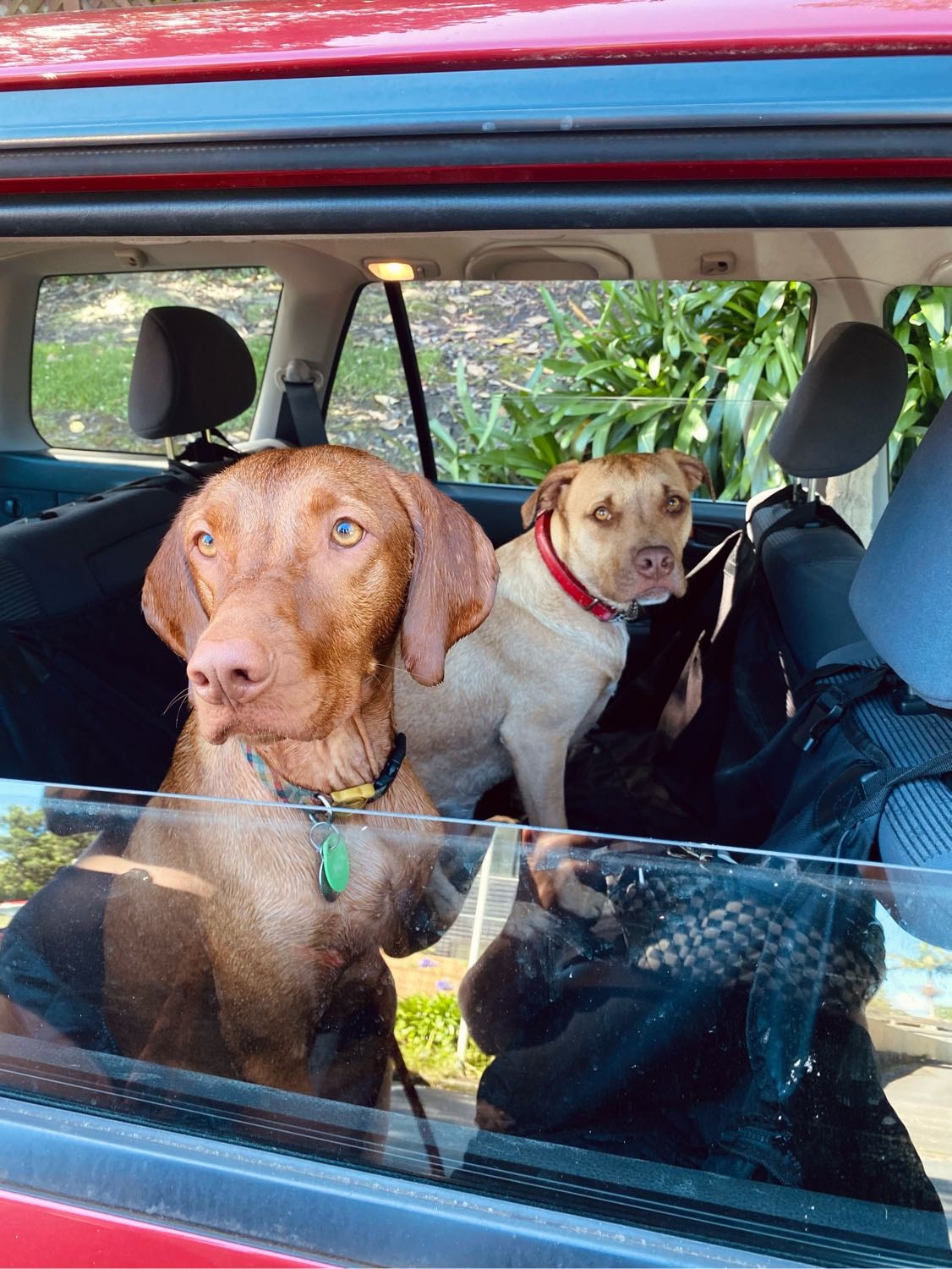 Tori Pet sitter in Auckland Pawshake.co.nz