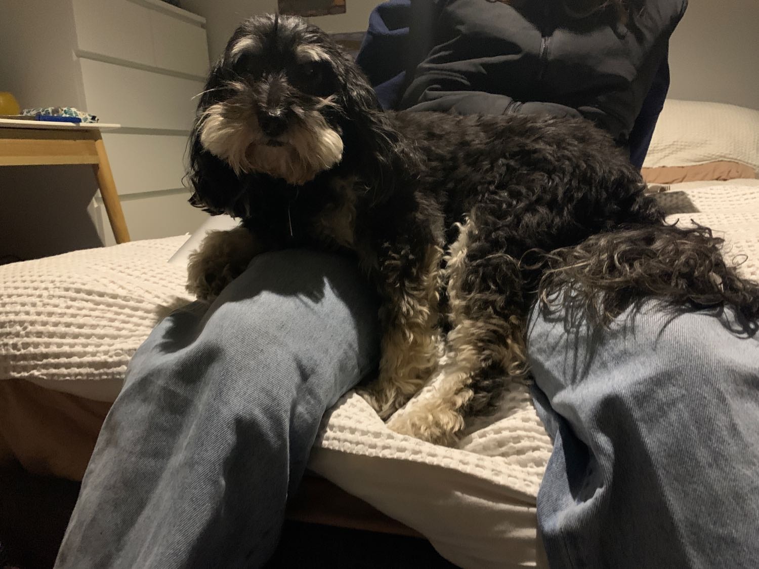 Kate Pet sitter in Christchurch Pawshake.co.nz