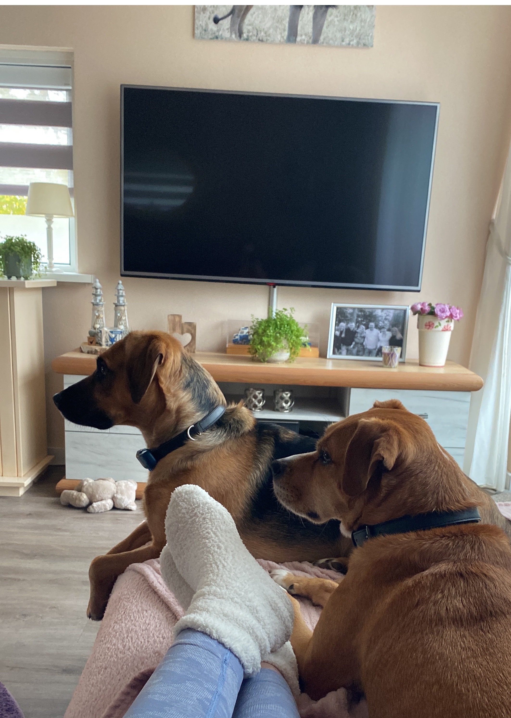Lynn Yordi Pet Sitter In Auckland Pawshake co nz lynn-yordi-pet-sitter-in-auckland-pawshake-co-nz