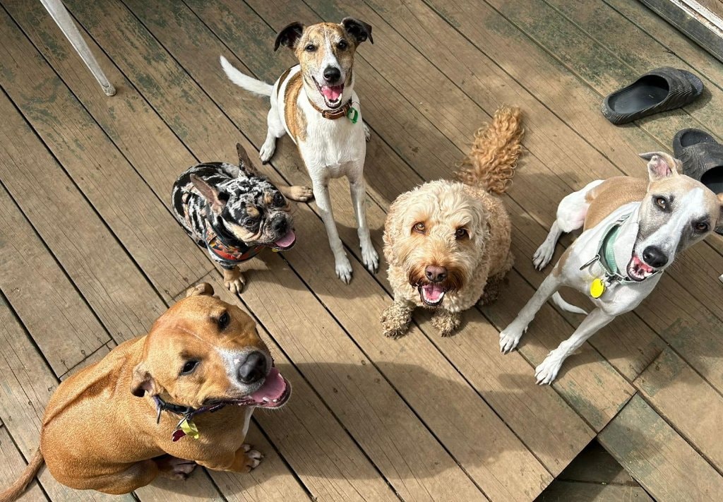 Hotel Beverly Hills Dog Spa Beverly Hills Doggie Daycare Pet Hotel