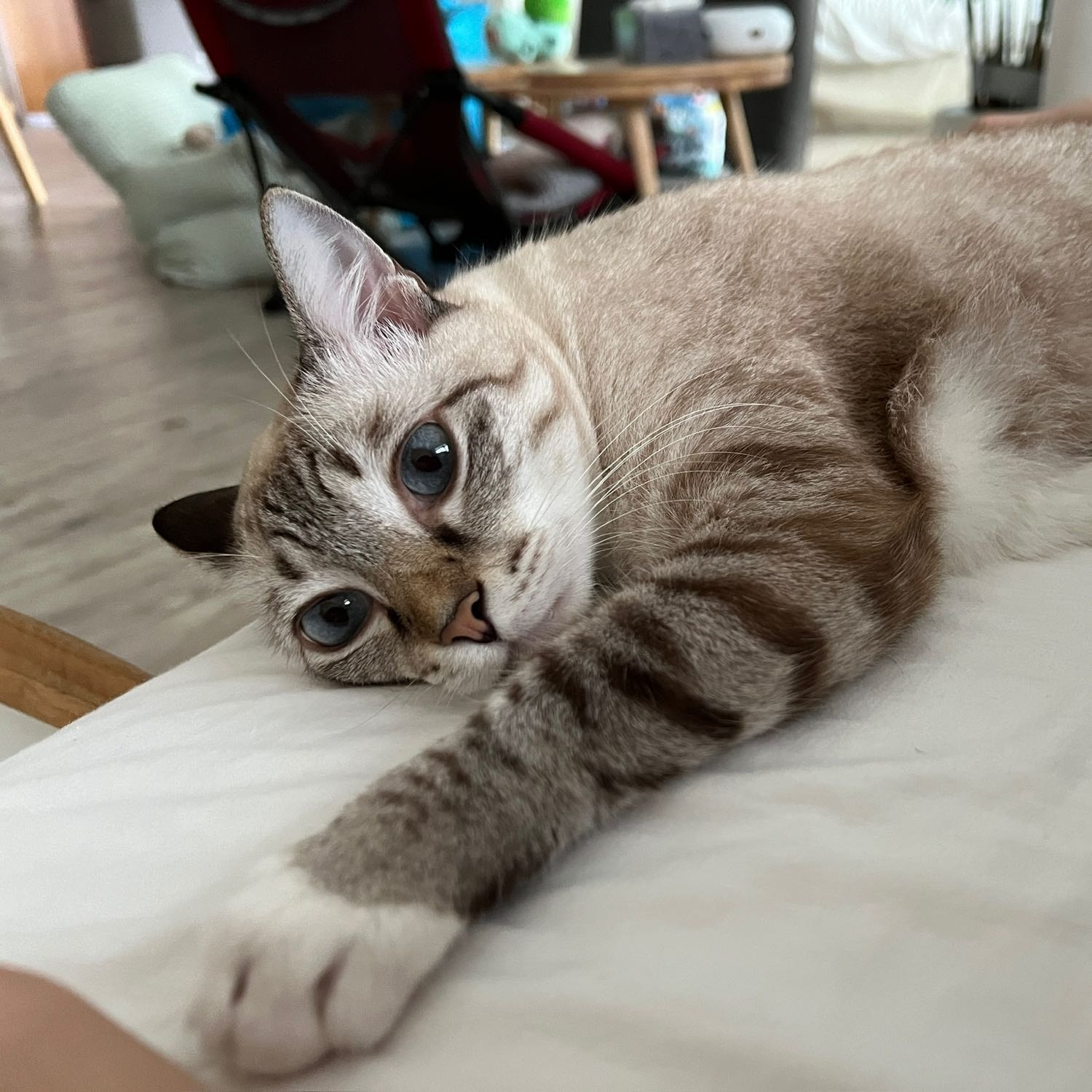 Portrait of Frankie , the cat